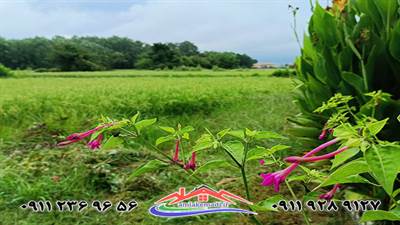 محله تمل خشکبیجار با طبیعت سرسبز، دسترسی عالی به امکانات و تنوع مسکن (ویلایی و آپارتمان)، گزینه‌ای ایده‌آل برای سکونت و سرمایه‌گذاری است. نکات کلیدی خرید: موقعیت مکانی، نوع ملک، قیمت و بررسی حقوقی